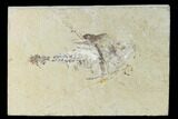 Cretaceous Crusher Fish (Coccodus) - Hjoula, Lebanon #147136-1